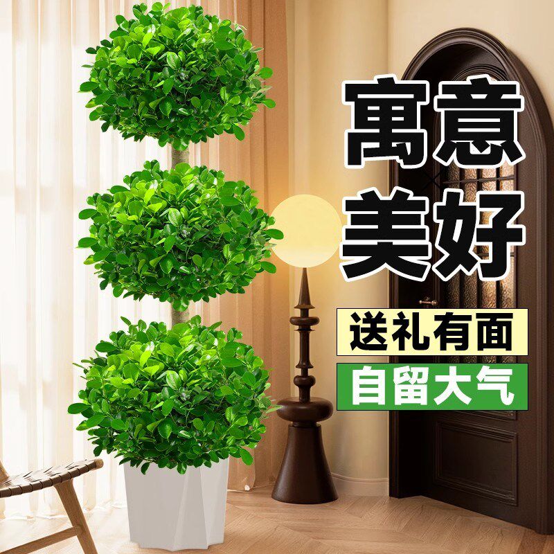 金钱榕室内大型绿植客厅摇钱树盆栽办公室乔迁新居植物盆景招财树