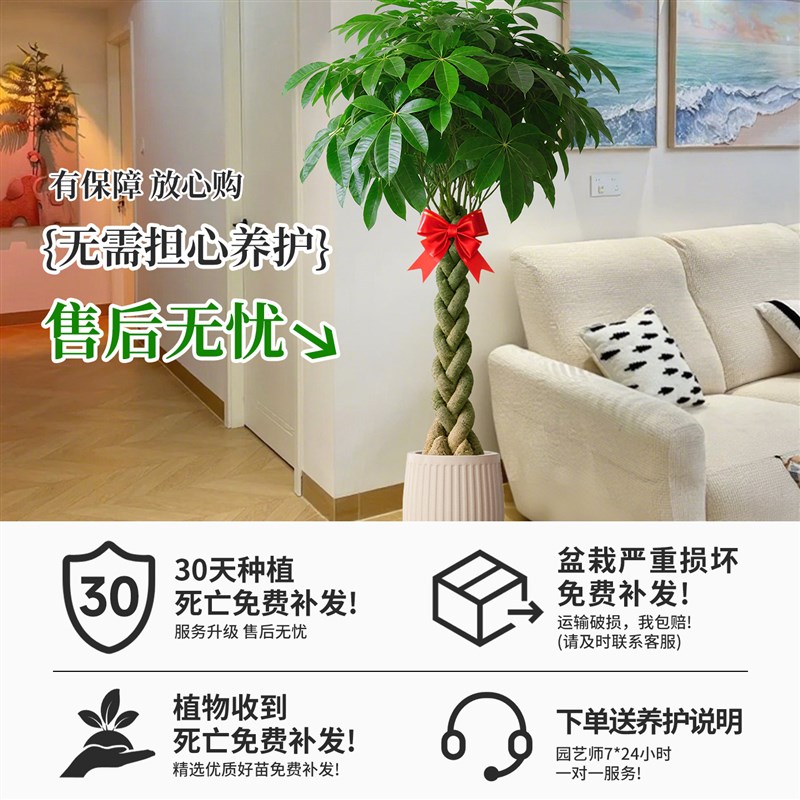 辫子发财树客厅盆栽大招财树大型绿植办公室室内开业乔迁新房植物