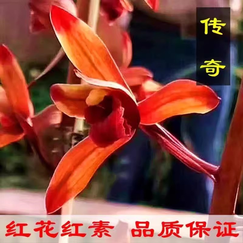 贵州蕙兰传奇兰花苗红素老种高档名品名贵兰草浓香型花卉国兰盆栽