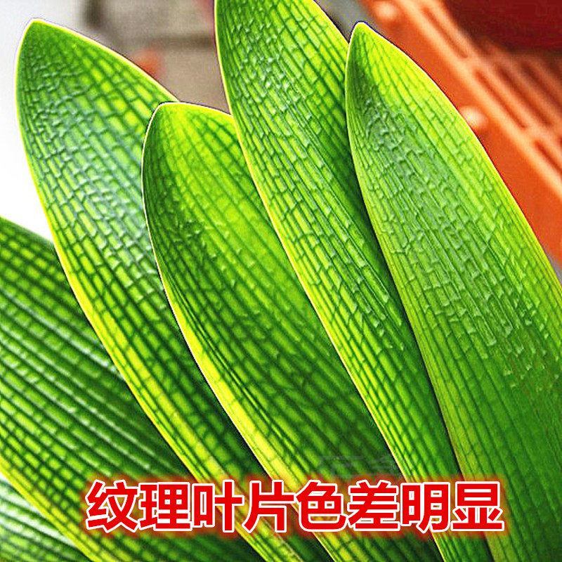 长春君子兰精品国兰一花蜡膜花脸圆头宽叶立板黑筋黄底粗筋小苗
