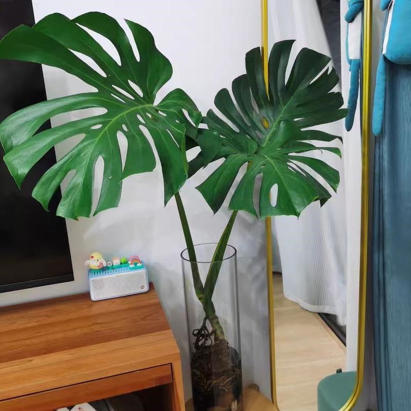 水培龟背竹老桩大型绿植盆栽室内客厅办公室植物花卉观叶好养活