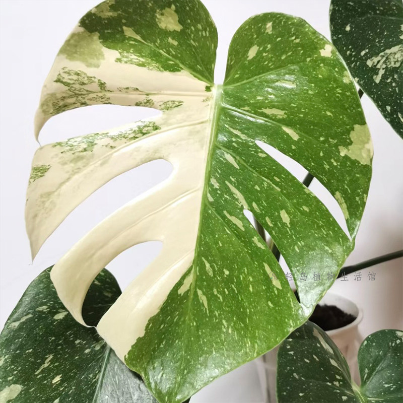 洒金龟背竹白锦龟背竹锦化植物室内盆栽绿植客厅北欧热植网红好养图片