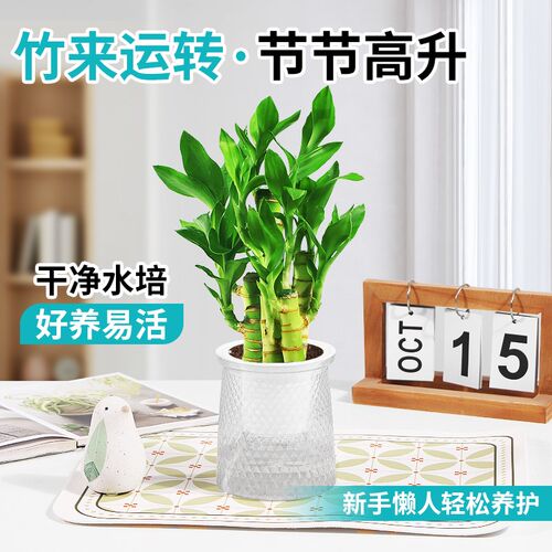 富贵竹盆栽招财竹步步高办公室内植物水培好养桌面绿植四季好养活