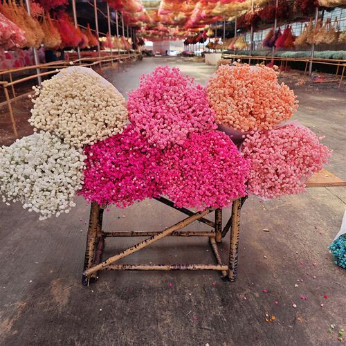 云南永生满天星厂家直销真花干花花束手工材料包客厅家居装饰diy