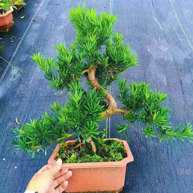 罗汉松盆栽老桩造型盆景树室内客厅办公室桌面绿植花卉四季常青