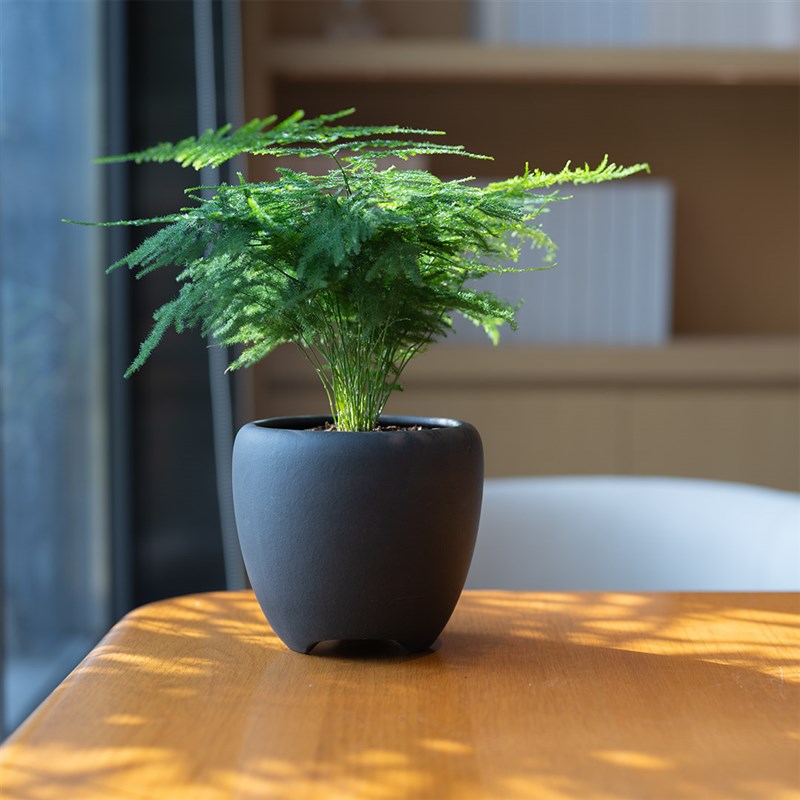 紫砂龙蛋盆文竹盆栽 观叶绿植净化空气 适合新手书房阳台摆设