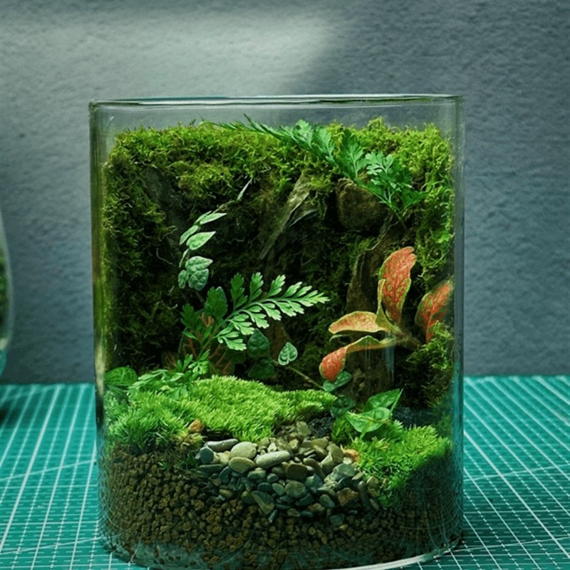 送5只辣椒蟹苔藓微景观成品蟹缸办公室宿舍花卉桌面生态瓶真植物