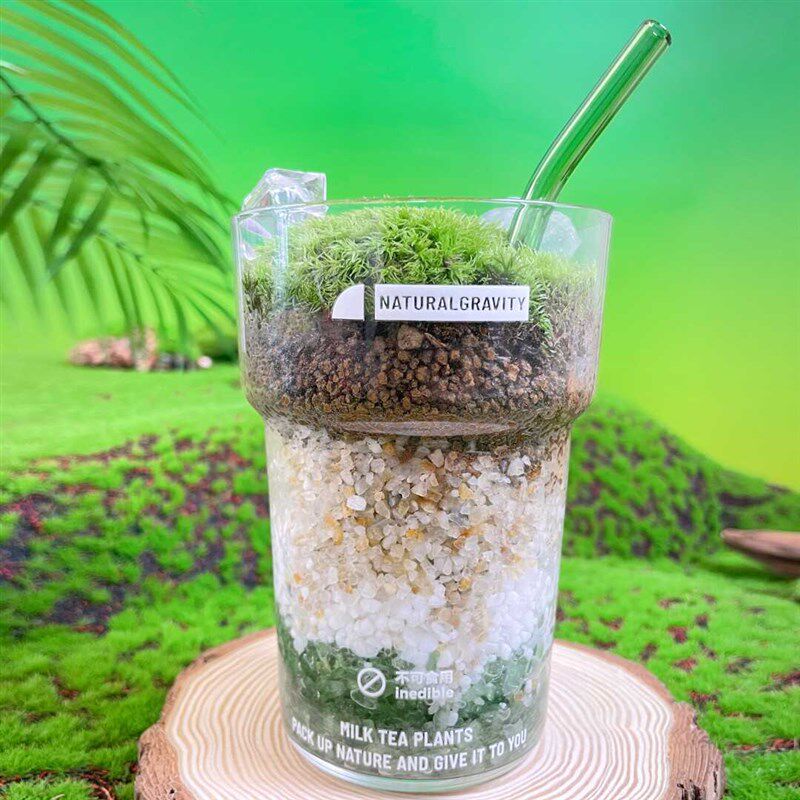 自然引力 抹茶拿铁 创意微观绿植办公桌面植物苔藓微景观DIY盆栽