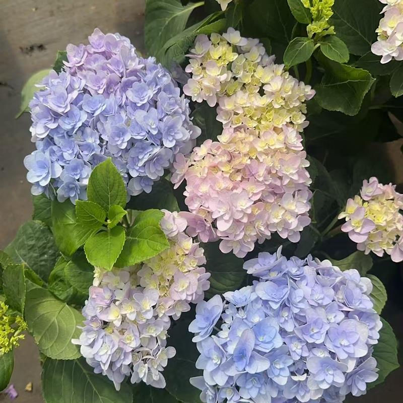 绣球花苗大花无尽夏四季开花绣球盆栽带花庭院好养花卉植物室内花