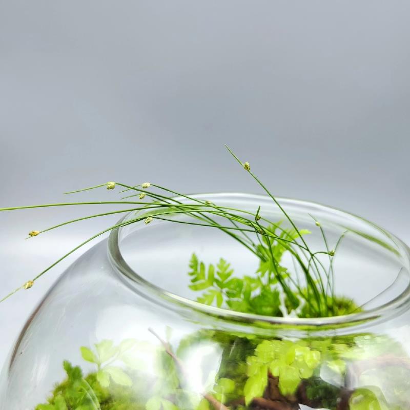 鹿野苔藓微景观生态瓶摆件桌面生态微景观绿植懒人养护创意礼物