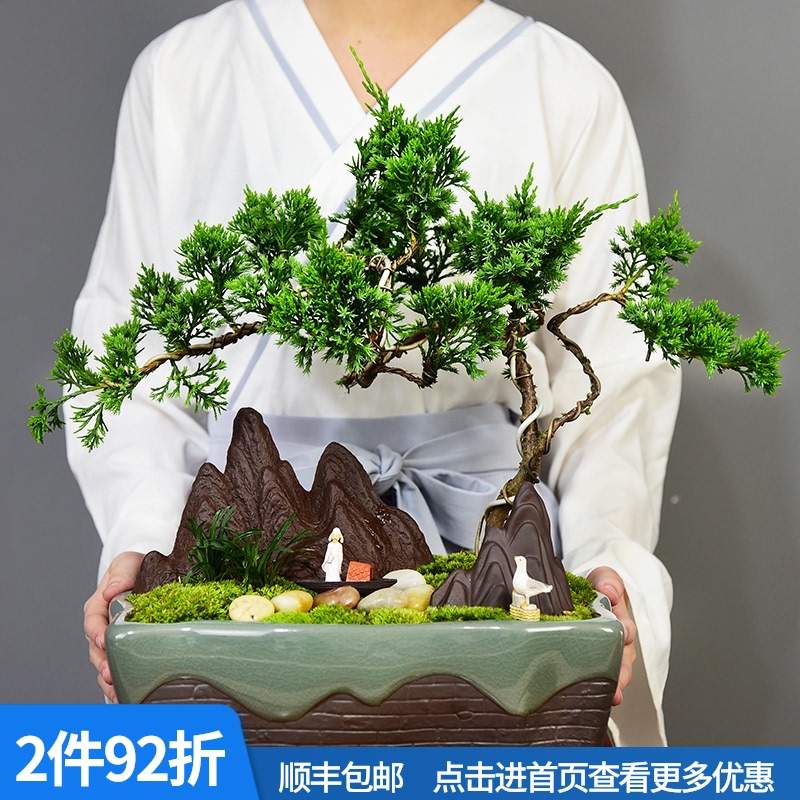 真松柏盆景悬崖式老桩造型盆栽客厅办公室内盘景植物好养四季常青