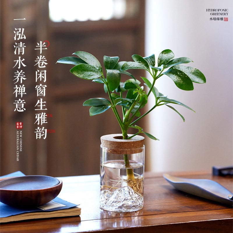 水培植物绿植鸭脚木春羽铁树花卉盆栽室内好养盆景办公室桌面四季图片