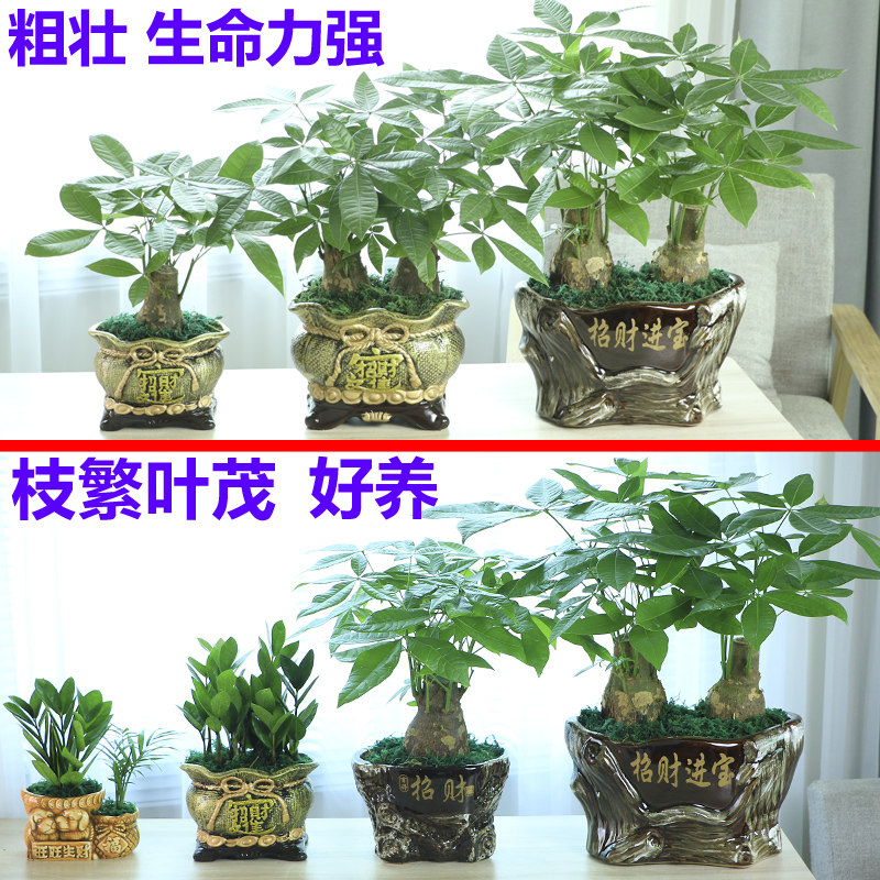发财树盆栽植物室内招财 客厅办公室客厅开业包邮大型金钱小盆景