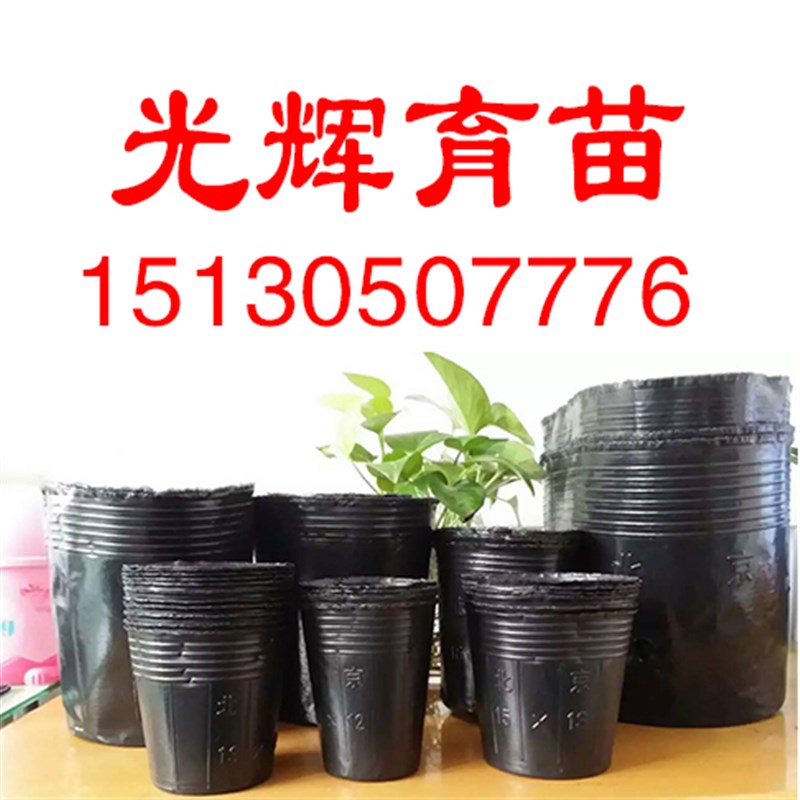 新品一次性黑色塑料营养钵大号耐用育苗杯花盆育苗袋器加厚可订制