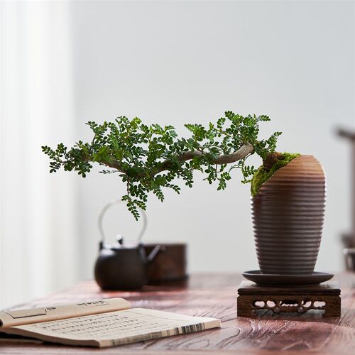 清香胡椒木真盆景室内悬崖式植物造型摆件中式茶室阳台绿植盆栽