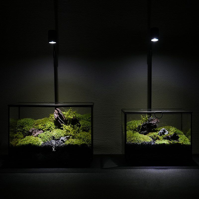 植觉 苔藓生态盒叁 苔藓微观世界玻璃创意植物造景景观送礼礼品