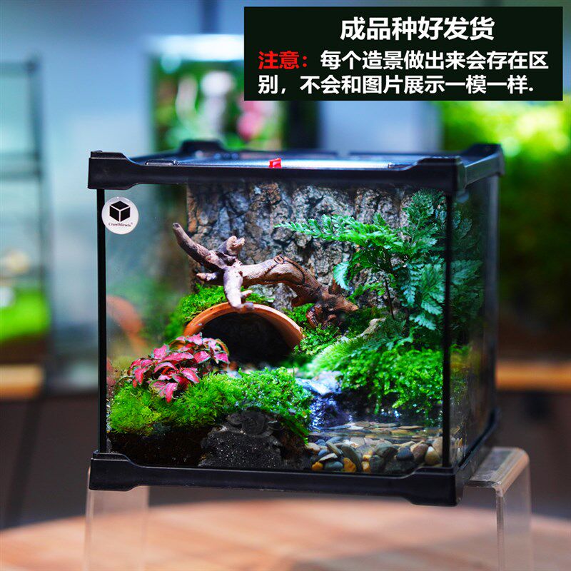 宠物树蛙角蛙生态造景缸创意桌面苔藓微景植物瓶绿植盆栽玻璃盆景