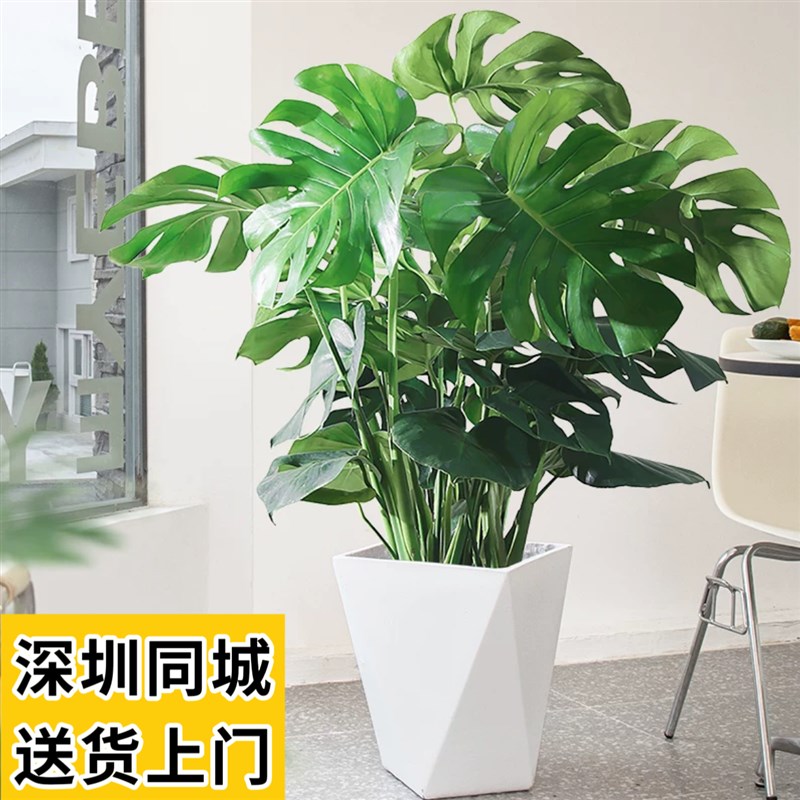 龟背竹盆栽大小型植物办公室新房客厅卧室书房室内好养活净化空气