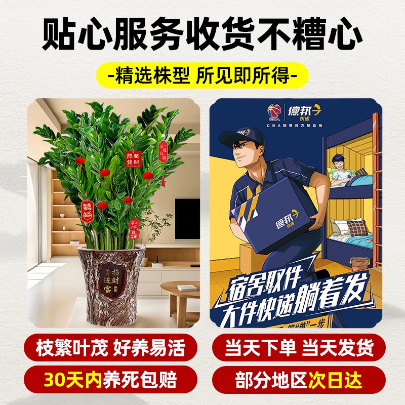 大型绿植金钱树盆栽客厅旺宅树大型发财树乔迁摆件真花绿植植物