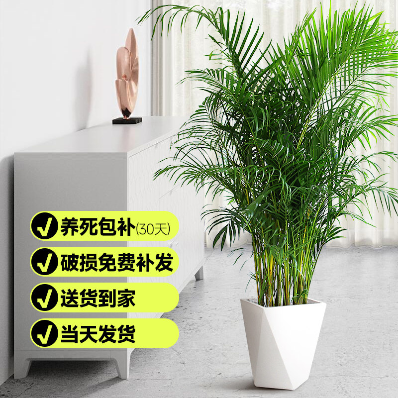 散尾葵凤尾竹盆栽室内客厅大型绿植吸甲醛植物四季常青花卉富贵椰