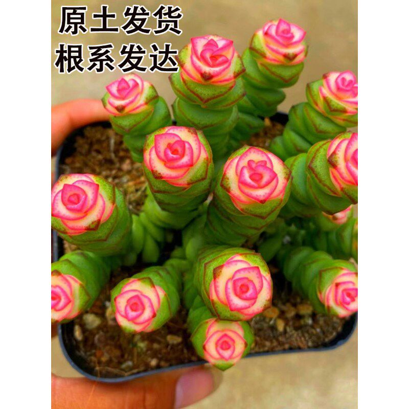 彩色钱串子盆栽多肉植物室内懒人好养花卉钱串子多头罕见肉肉老桩