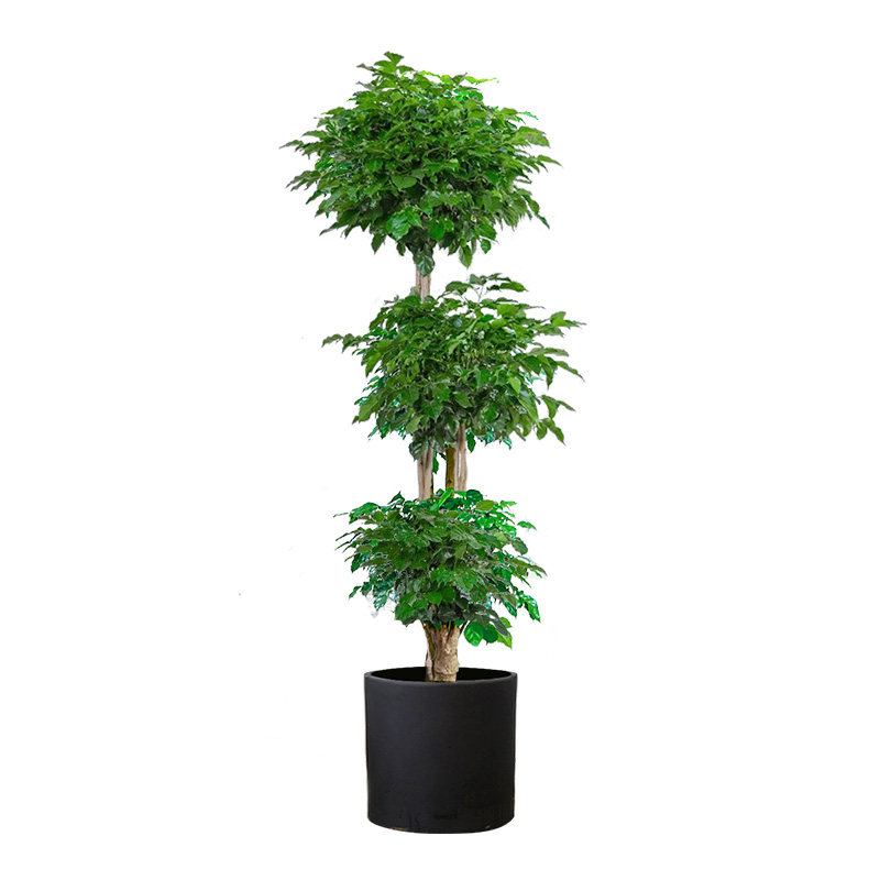 绿宝幸福树大型植物盆栽办公室室内客厅大号绿植招财开业送礼北京