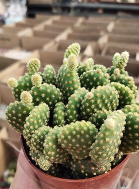 黄毛掌仙人掌多肉植物可爱兔耳朵夏季好养新手盆栽花卉好养绿植