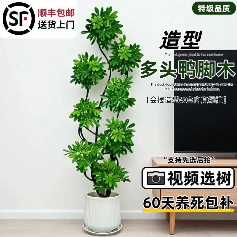 鸭脚木老桩造型盆栽办公室内客厅大盆栽真绿植落地鹅掌木净化空气