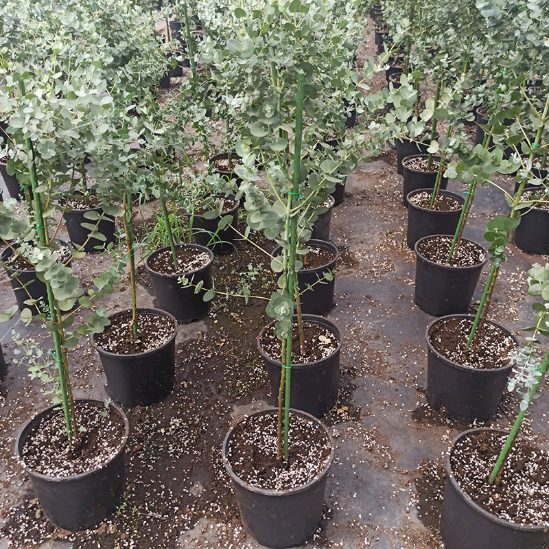 棒棒糖尤加利苗盆栽植物蓝桉北欧蓝宝贝银水滴桉心叶观叶净化空气