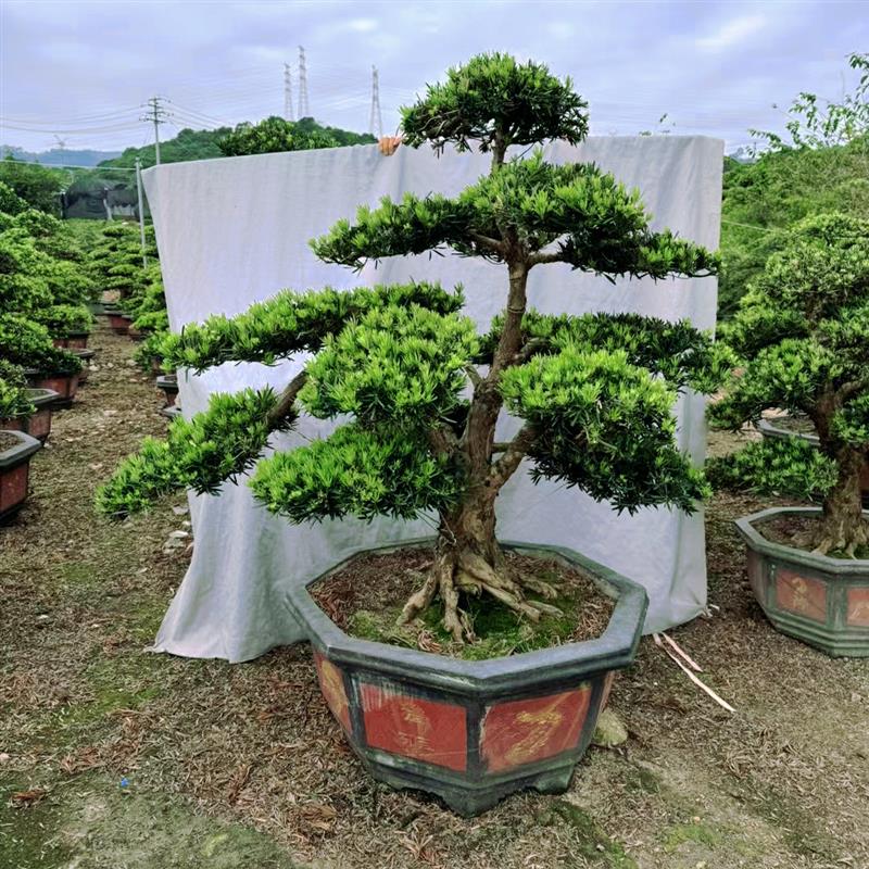 精品罗汉松树苗盆景老桩造型盆栽绿花卉植物办公室内客厅庭院好养