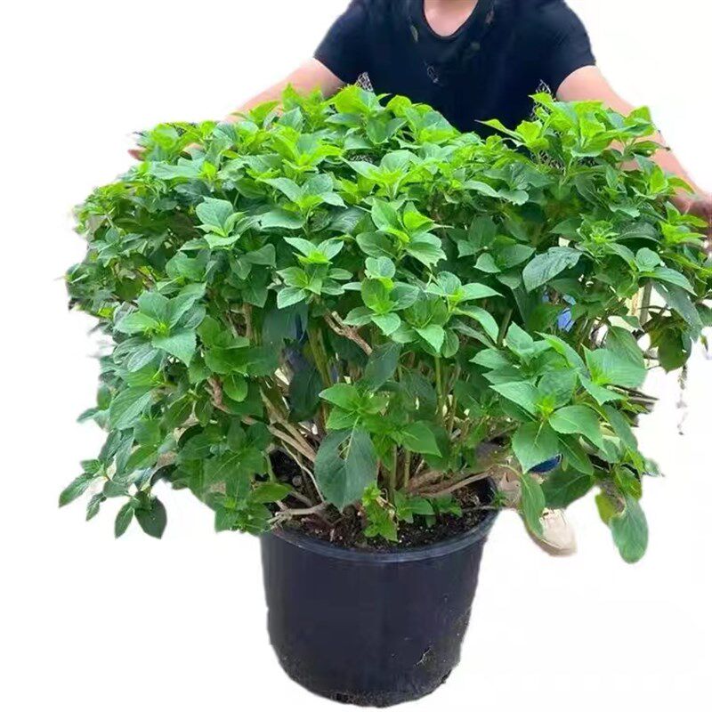 无尽夏绣球花苗盆栽阳台庭院别墅大花四季八仙花高档花卉耐寒植物
