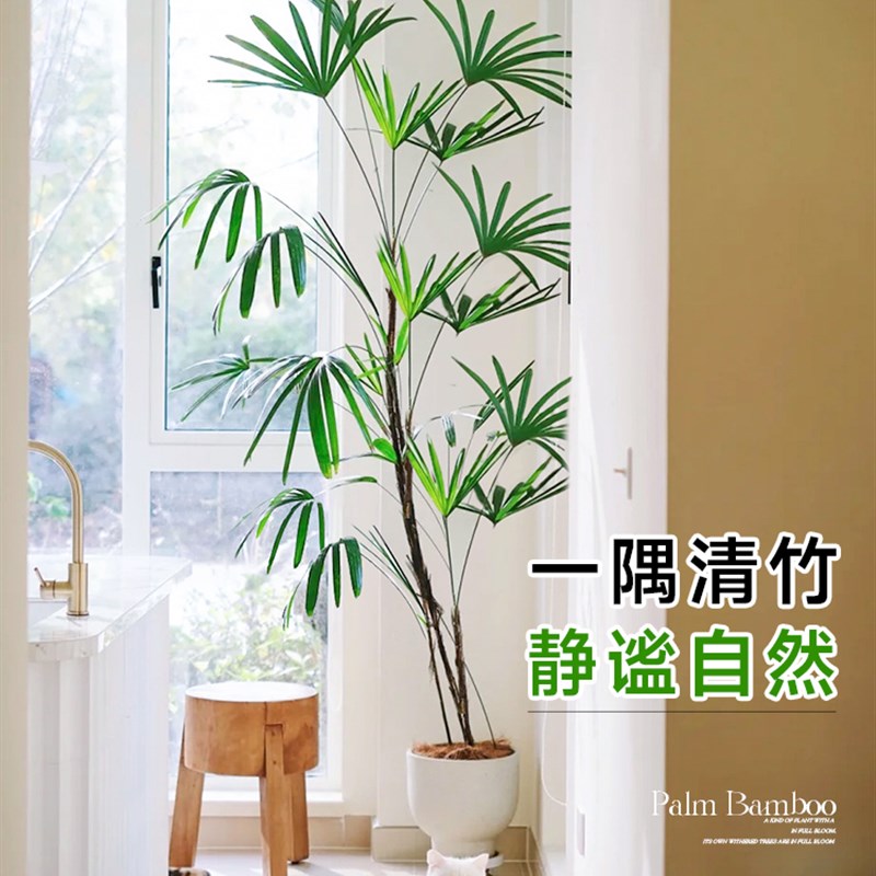 金山棕竹盆栽大型室内植物客厅电视柜旁绿植好养易活盆栽盆景花卉