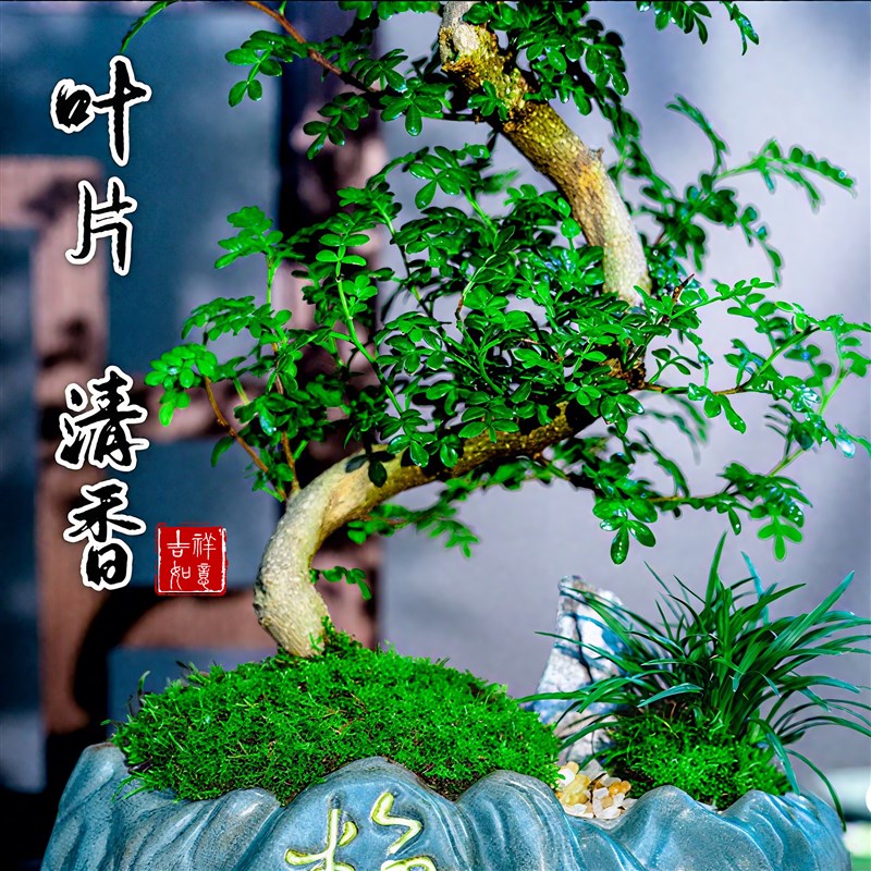 清香胡椒木盆栽室内植物造型摆件中式茶室阳台绿植盆栽好养活盆景