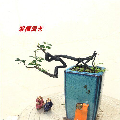 黑骨茶盆景小叶紫檀根艺提根悬崖创意特色盆景提根紫檀树苗