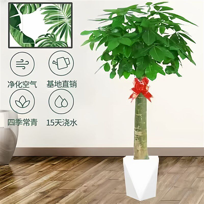 发财树盆栽大型绿植含盆新手易养净化空气招财树办公室客厅