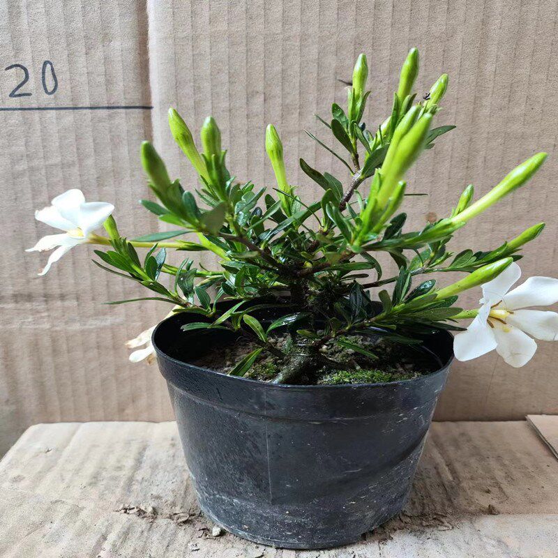 造型米叶雀舌栀子花多季小叶丰花圆果盆栽盆景品种