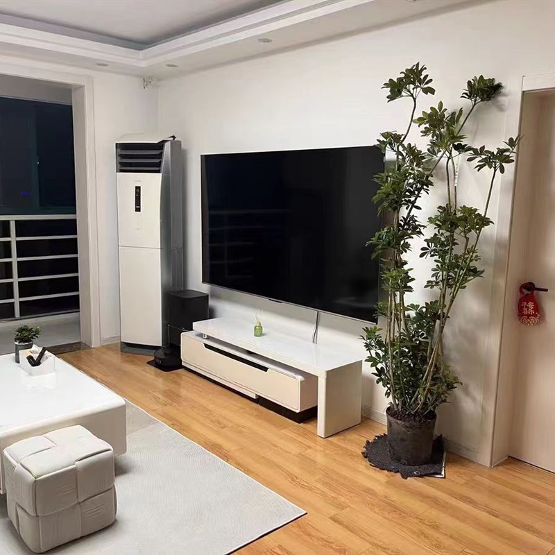 鸭脚木大盆栽八方来财室内常绿植物办公室客厅大型绿植盆栽