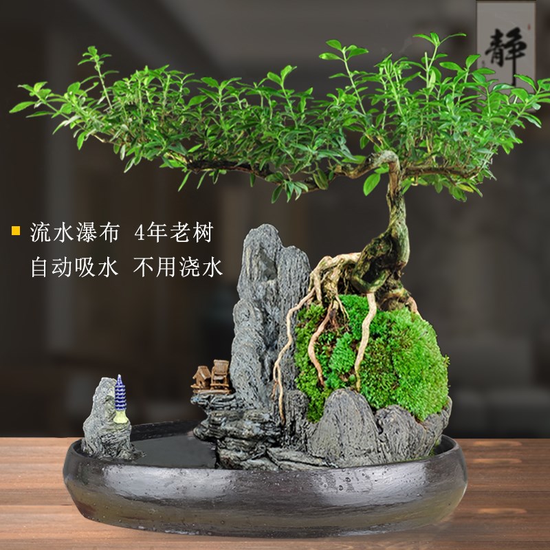 流水版盆景植物室内六月雪老树桩福建茶盆栽绿植山水假山客厅造景