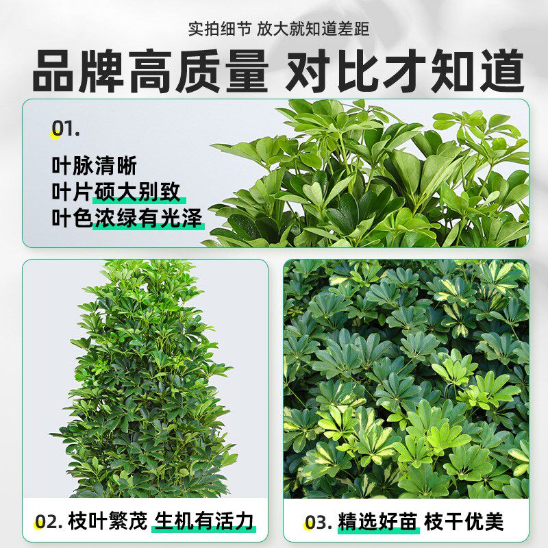 【送货上门】八方来财鸭脚木客厅大棵盆栽老桩招财树室内大型绿植