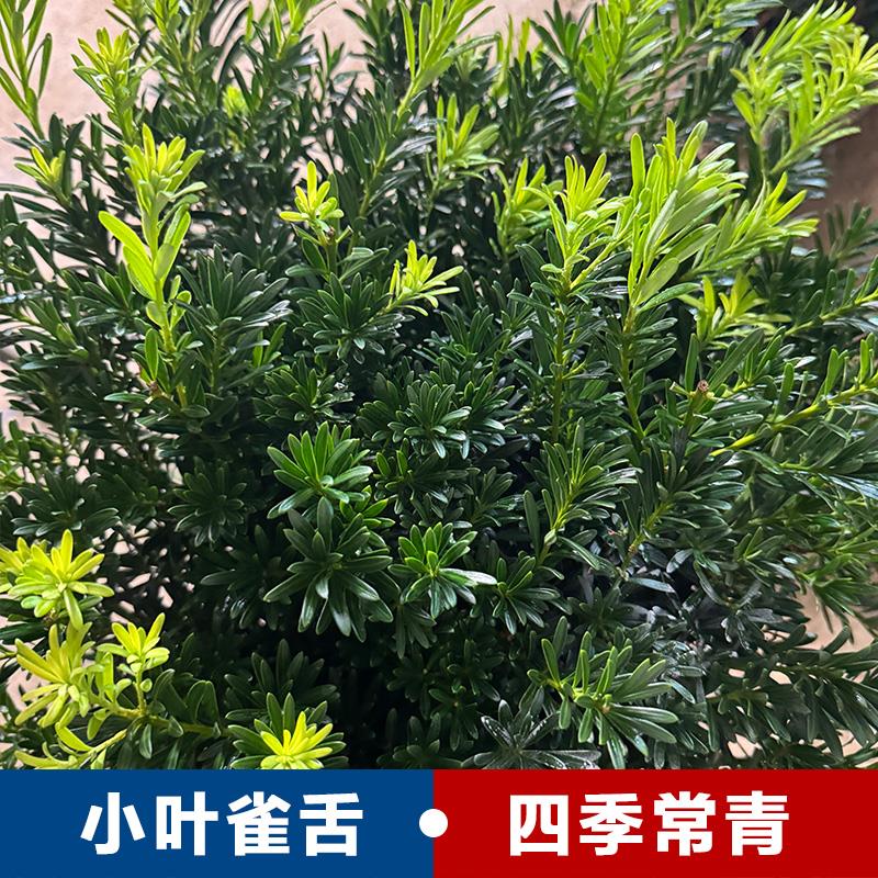 小叶雀舌罗汉松树苗矮桩矮霸老桩棒棒糖造型树迎客松庭院盆景绿植