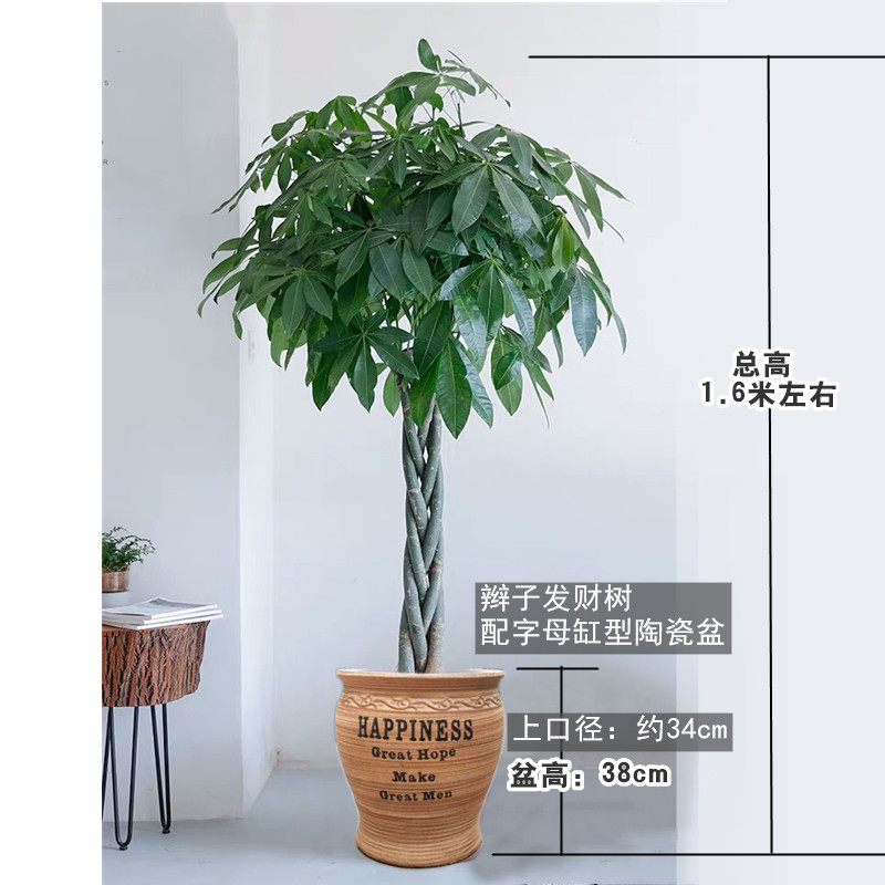 辫子发财树开业搬家盆栽室内客厅办公室盆景防辐射净化空气植物