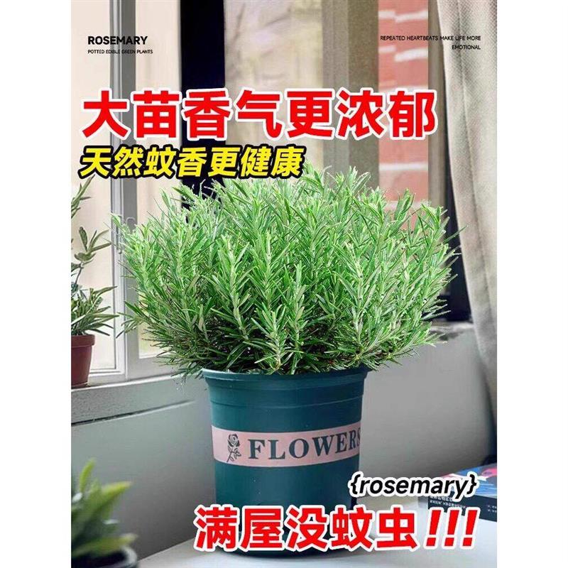 大盆迷迭香盆栽可食用煎牛排用百里香薄荷叶紫苏新鲜香草植物香料
