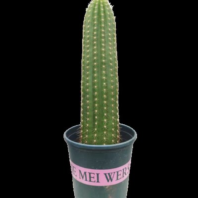 毛花柱仙人球飞碟时光开花高级多肉植物精品仙人柱品种大全防辐射