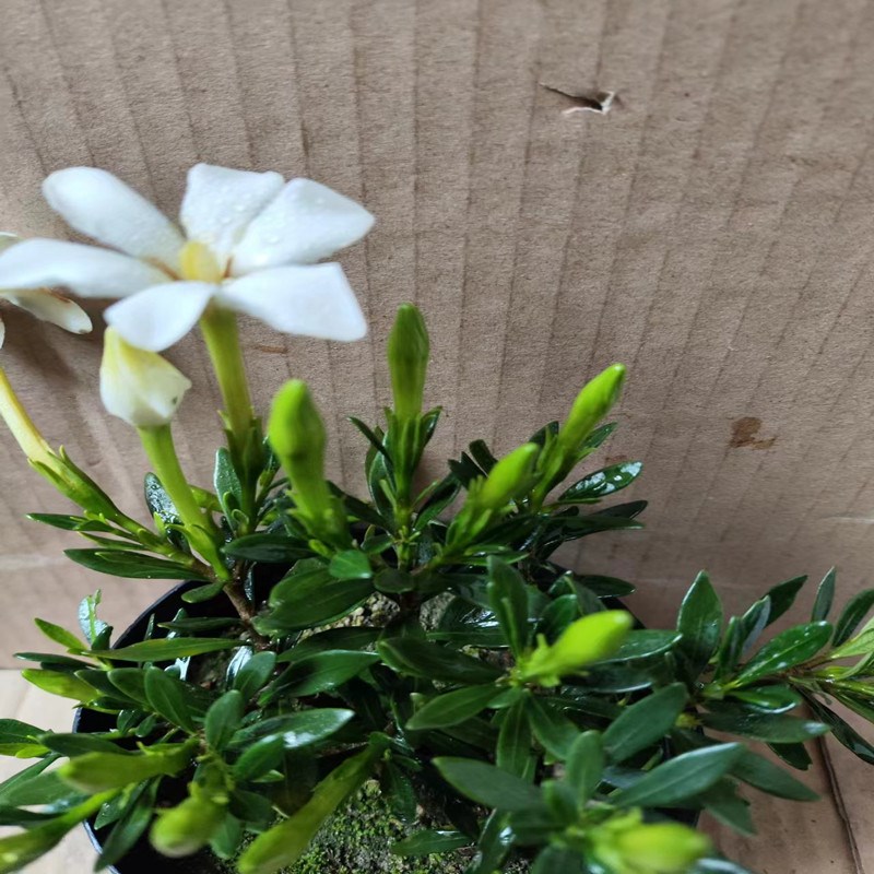 造型米叶雀舌栀子花多季小叶丰花圆果盆栽盆景品种