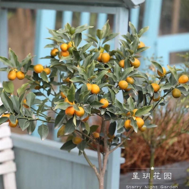 柠檬树四季结果脆皮金桔树苗阳台水果盆栽绿植别墅花园植物