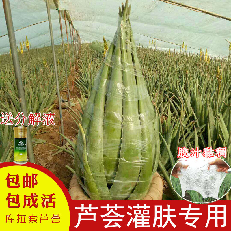 库拉索芦荟美容院灌肤专用补水芦荟盆栽食用新鲜芦荟植物室内花卉