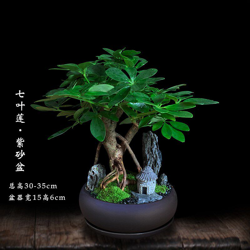 七叶莲室内绿植盆栽鸭脚木办公室桌面好养八方来财树盆景旺生肖虎