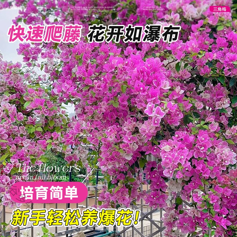爬藤三角梅盆栽绿樱红樱老桩带花发货阳台庭院花卉蔷薇月季绿植物
