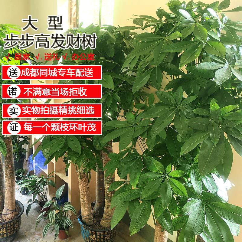成都配送室内客厅办公室大型发财树植物盆栽盆景乔迁开业送礼绿植