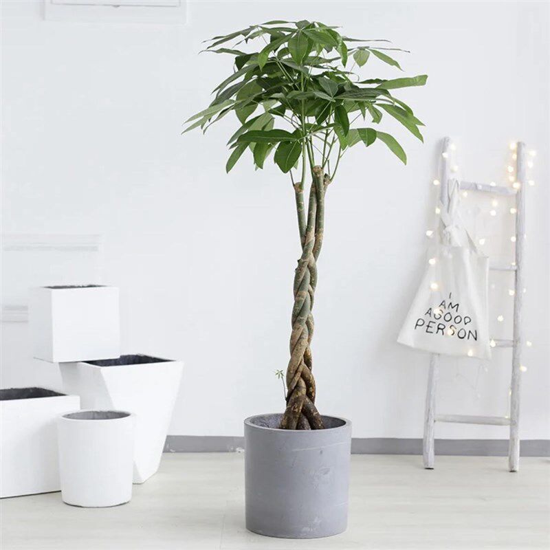 大型发财树客厅大盆景植物大颗独杆辫子室内绿植绿植摇钱树招财树